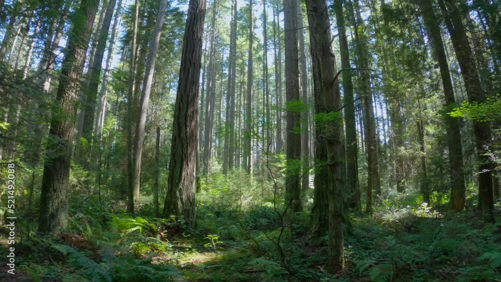 Pacific Northwest Forest Underbrush 4K UHD. A camera move in the understory in a temperate rainforest of the Pacific Northwest. 4K UHD.
Pacific Northwest Forest Underbrush 4K UHD. A camera move in the understory in a temperate rainforest of the Pacific Northwest. 4K UHD.