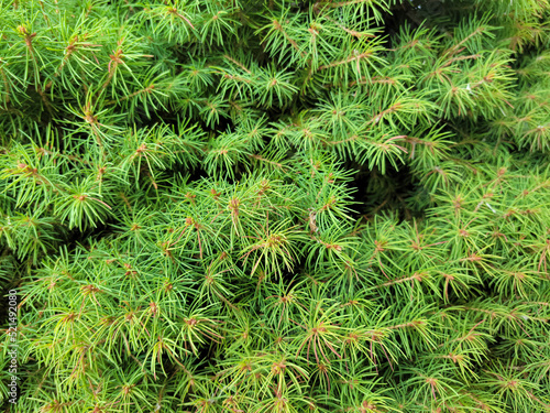 Close up of a green Cathaya pine bush