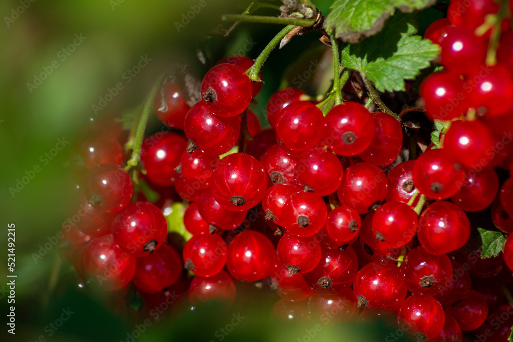 A branch of red currant with berries and green leaves
