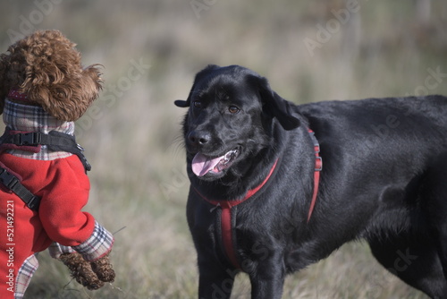 black labrador and red cockapoo playing in field