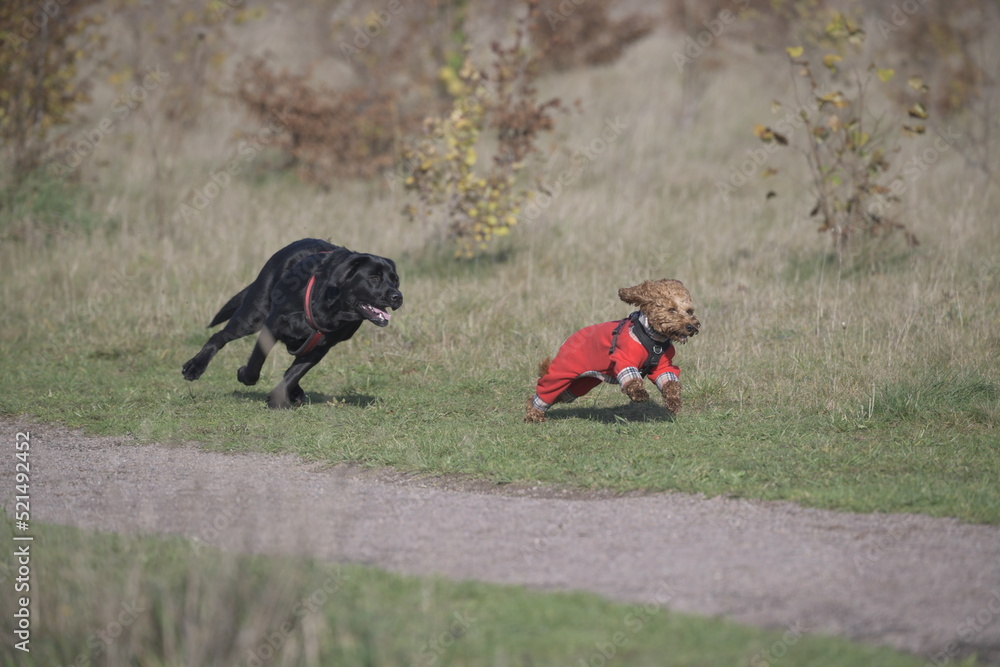 black labrador chasing red cockapoo black labrador chasing red cockapoo