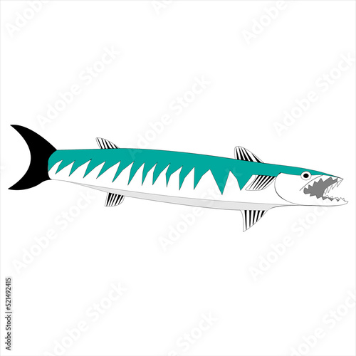 Peces de mar Pez Picua nombre cientifico Sphyraena barracuda