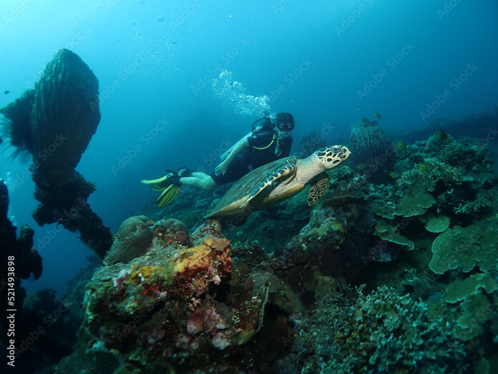 Obraz premium Young woman diver with a sea turtle on the coral reef in Tulamben dive site, Bali, Indonesia