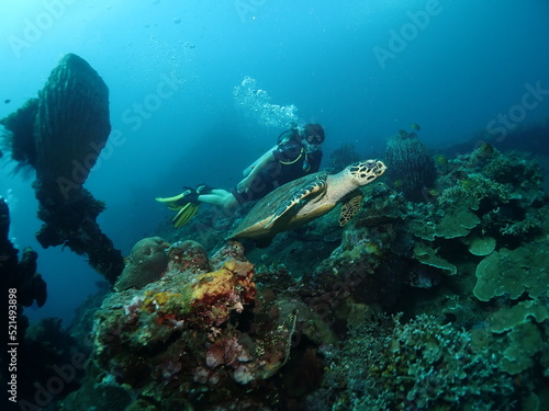Young woman diver with a sea turtle on the coral reef in Tulamben dive site  Bali  Indonesia