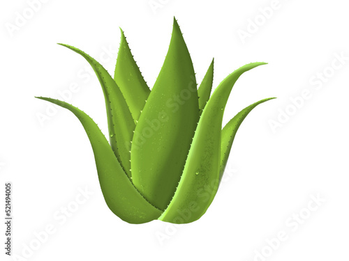 Illustration aloe vera, avec jus aloé vera sur feuille, fond transparent