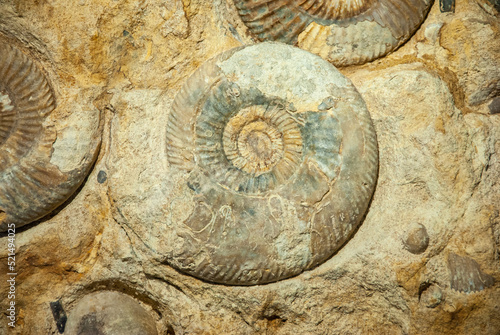 Fossils of the small Promicroceras and large Asteroceras ammonites found in Atlantic Ocean near the shores of Northern Ireland photo