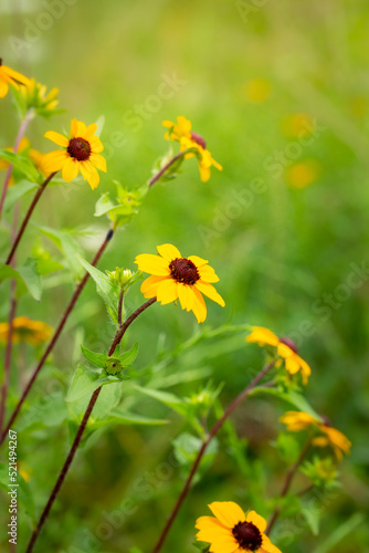 yellow wild flowers with sun flare in grass field 