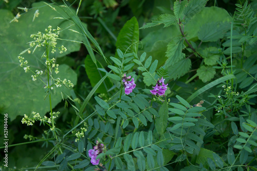 lilac flowers in the garden