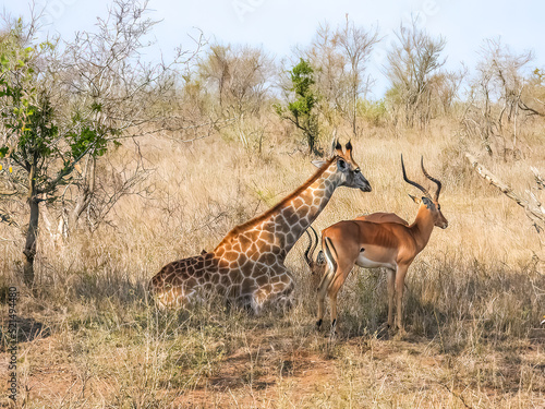 Giraffe and impala resting in the savanna, in Kruger National Park, South Africa. 