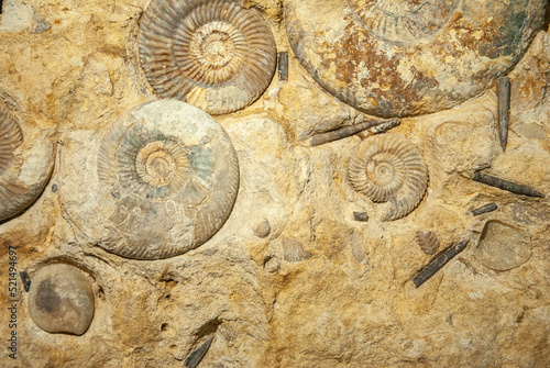 Fossils of the small Promicroceras and large Asteroceras ammonites found in Atlantic Ocean near the shores of Northern Ireland photo