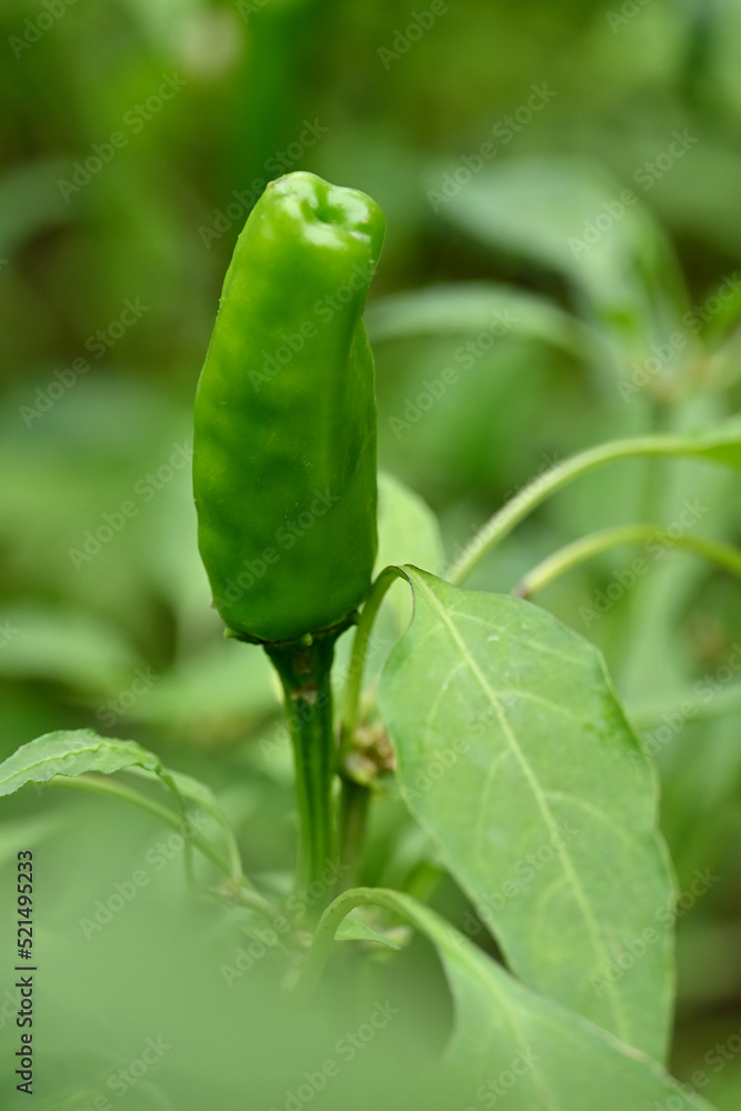 closeup the ripe green chilly with leaves and plant growing in the farm soft focus natural green brown background. closeup the ripe green chilly with leaves and plant growing in the farm soft focus natural green brown background.