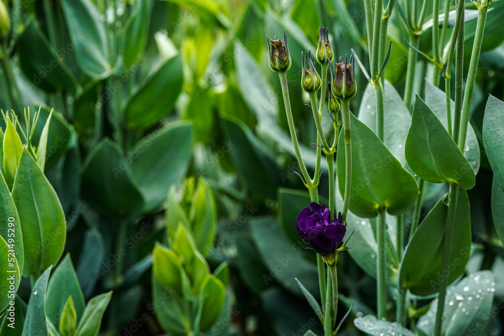 Obraz premium Doublini blue lisianthus plants growing in an outdoor garden space. Single bloom.