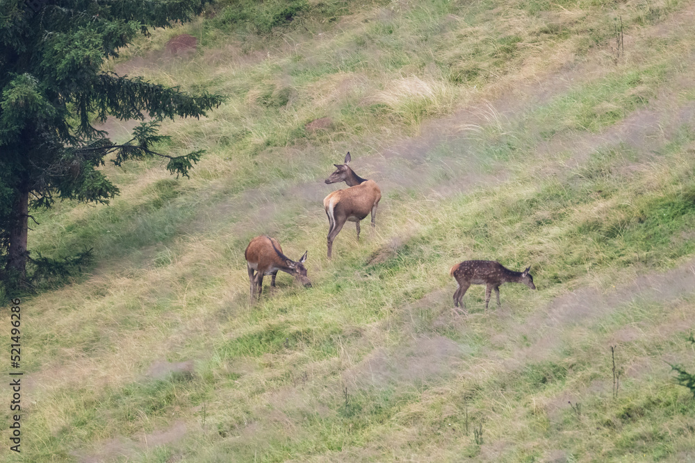 a red deer females, cervus elaphus, and his calfes grazing on a mountain meadow at a rainy summer day