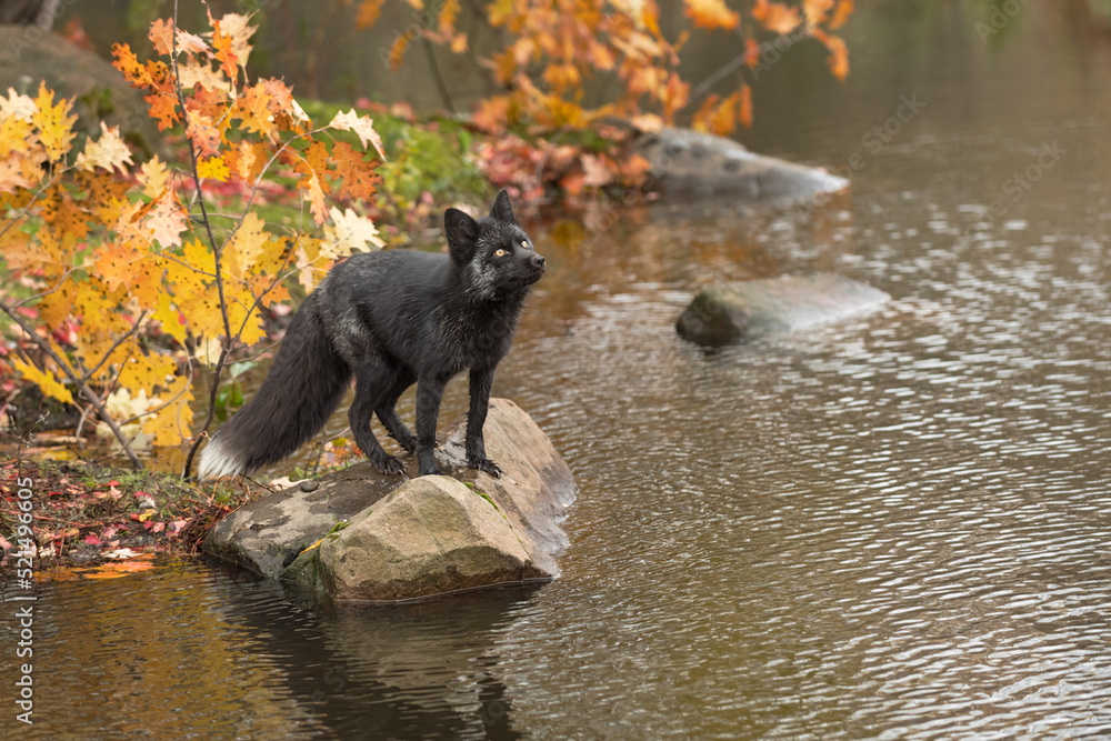 Silver Fox (Vulpes vulpes) Stands on Rock Looking Up Autumn Silver Fox (Vulpes vulpes) Stands on Rock Looking Up Autumn