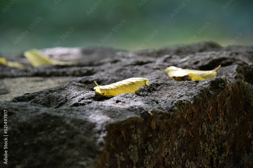 Obraz premium leaves on a gravestone