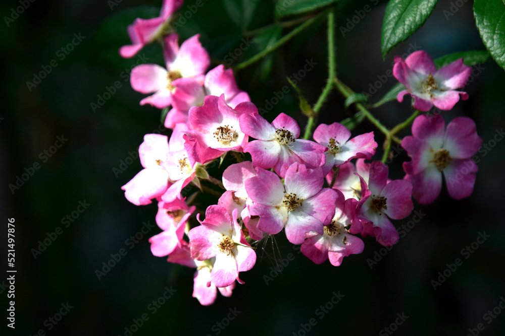 Obraz premium pink orchid flower