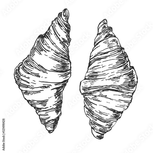 Hand drawn vector french fresh croissants illustration