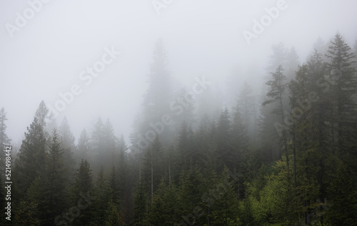 Fototapeta Naklejka Na Ścianę i Meble -  Green Trees in Foggy and Misty Rain Forest. Mullan Road Historical Park, Idaho, United States. Rainy Weather. Nature Background