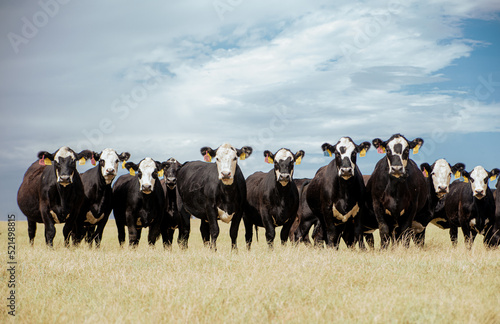 Cattle Livestock