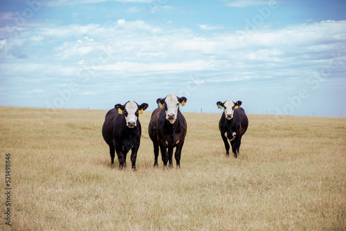 Cattle Livestock