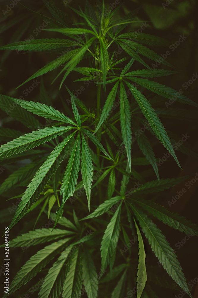 Leaves, marijuana bush, hemp on dark background, beautiful cannabis background. Leaves, marijuana bush, hemp on dark background, beautiful cannabis background.