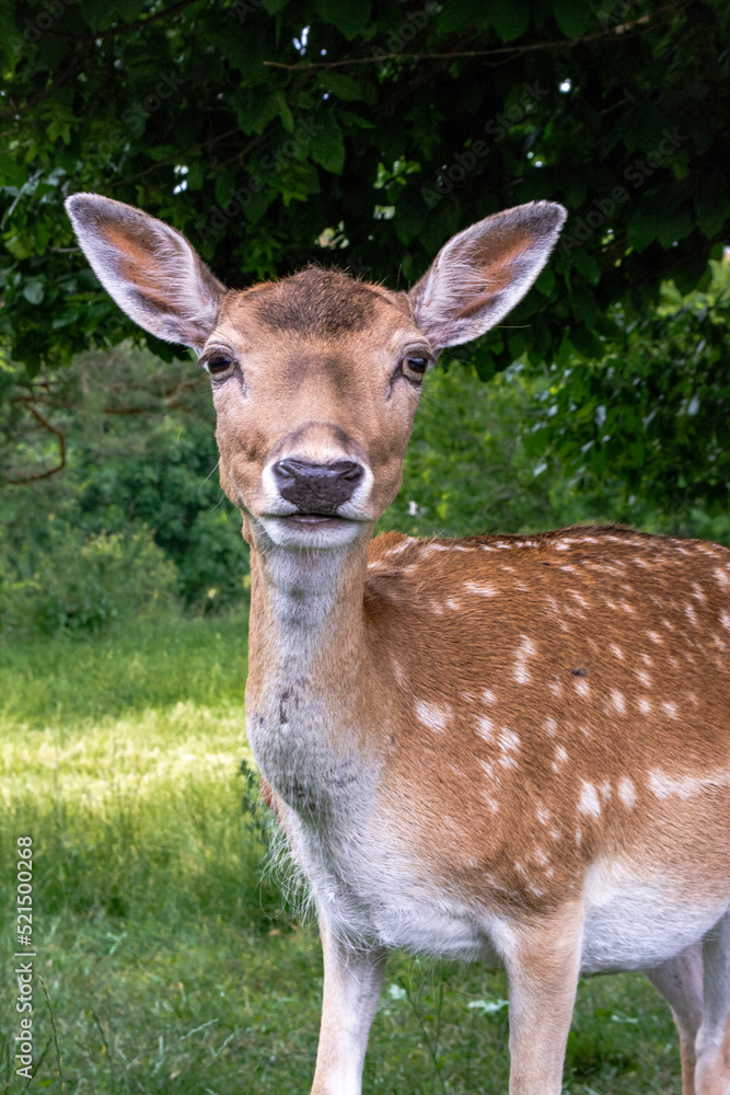 Happy young deer 