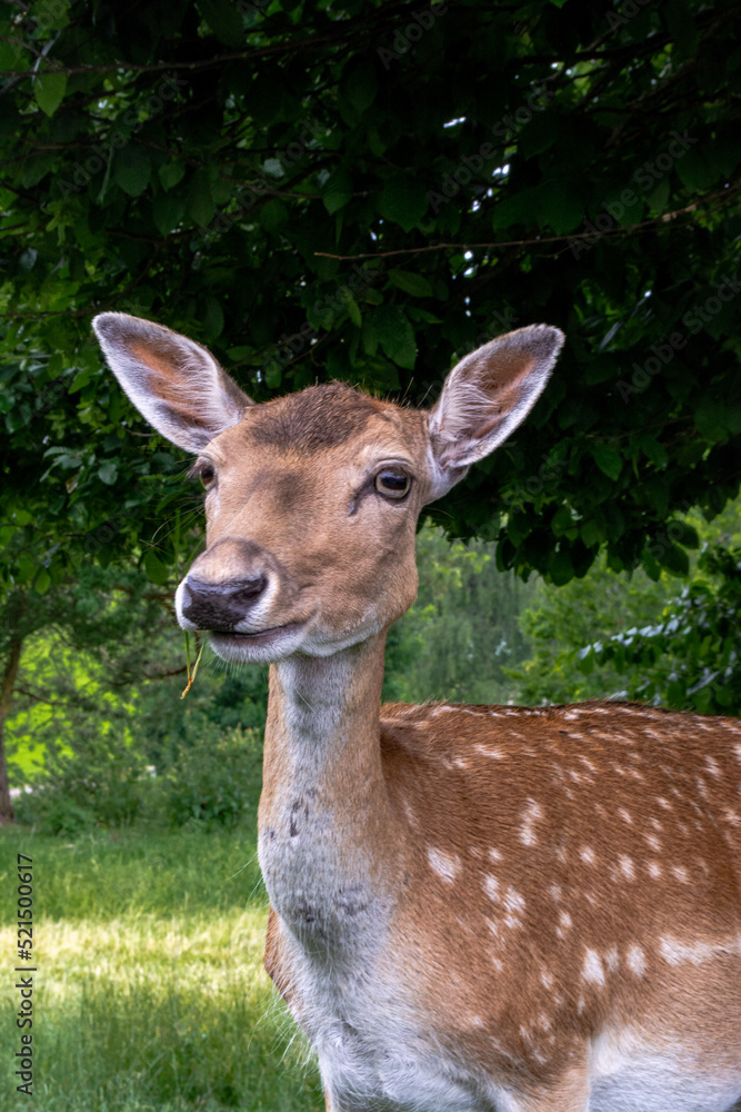 Fototapeta premium Happy deer