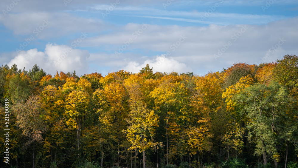 Wald gehüllt in Herbstfarben