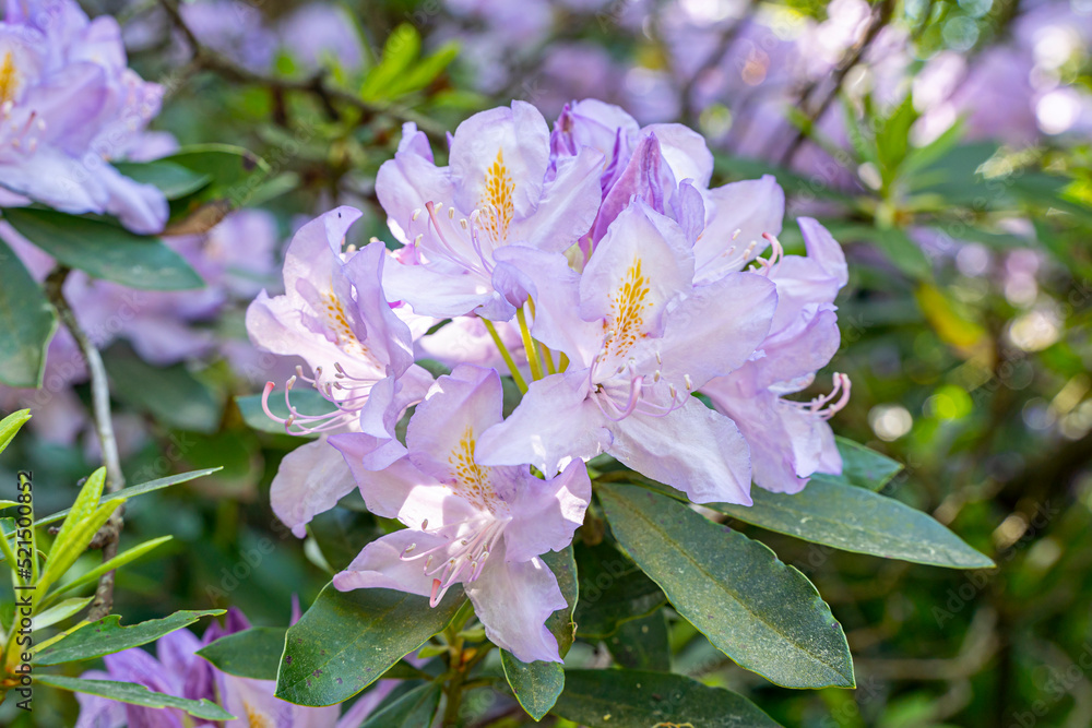 fleur blanche et mauve d'un rhododendron