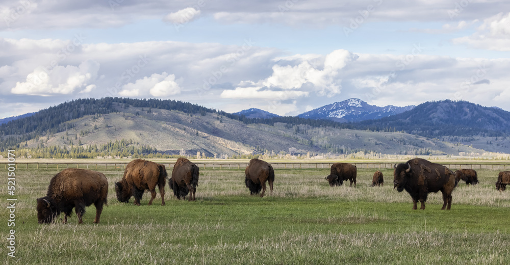 Bison eating grass in American Landscape. Yellowstone National Park. United States. Nature Background.