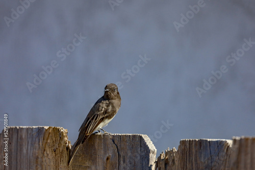 A black phoebe standing on top of a wooden fence of a backyard in California.