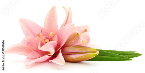 Fototapeta Naklejka Na Ścianę i Meble -  Two pink lilies.