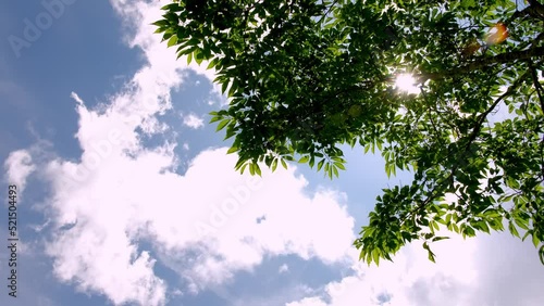 夏の雲と木漏れ日（7月下旬撮影）