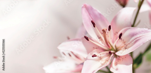 Beautiful delicate pink lily flower with text space, selective focus. High quality photo