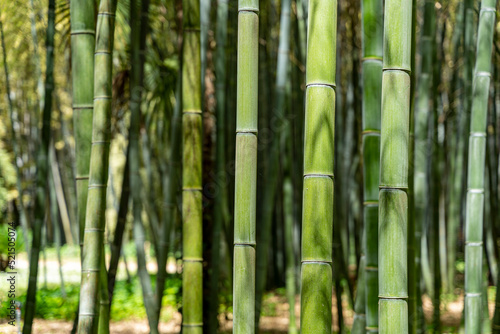 Forêt de bambous en texture