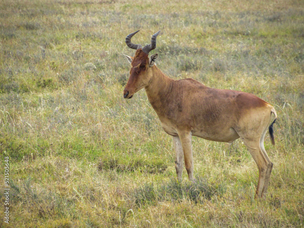 Hartebeest (Alcelaphus buselaphus) Hartebeest (Alcelaphus buselaphus)