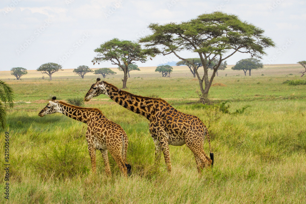 Obraz premium Masai Giraffes (Giraffa tippelskirchi) at Serengeti National Park, Tanzania
