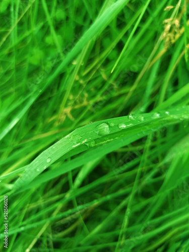 Beautiful grass, with a drop of dew, done in the morning, great for the background. The money raised will go to help ZSU
