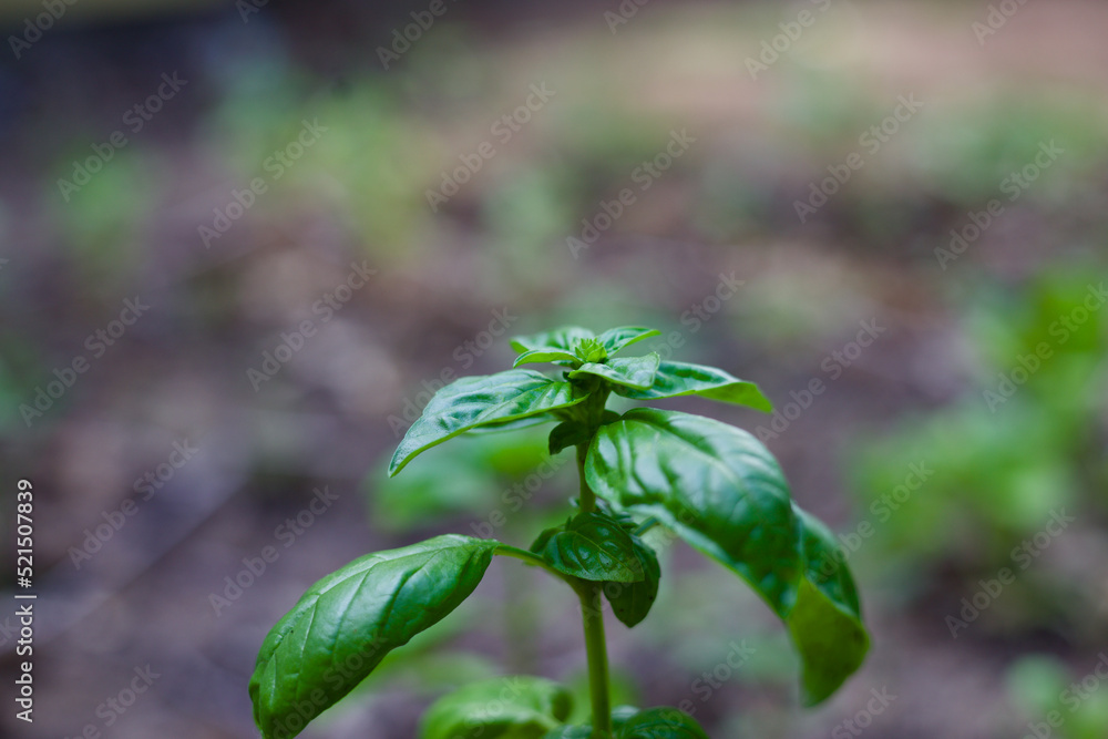 Obraz premium Basil plant growing in home garden healthy natural italian food herb