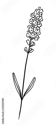 Hand-drawn lavender flower head with stem and leaves
