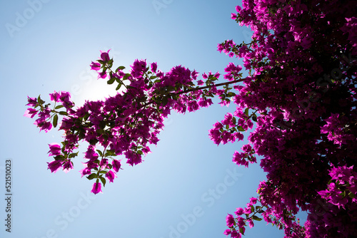 Great bougainvillea Calvi Corsica mediterranean sea