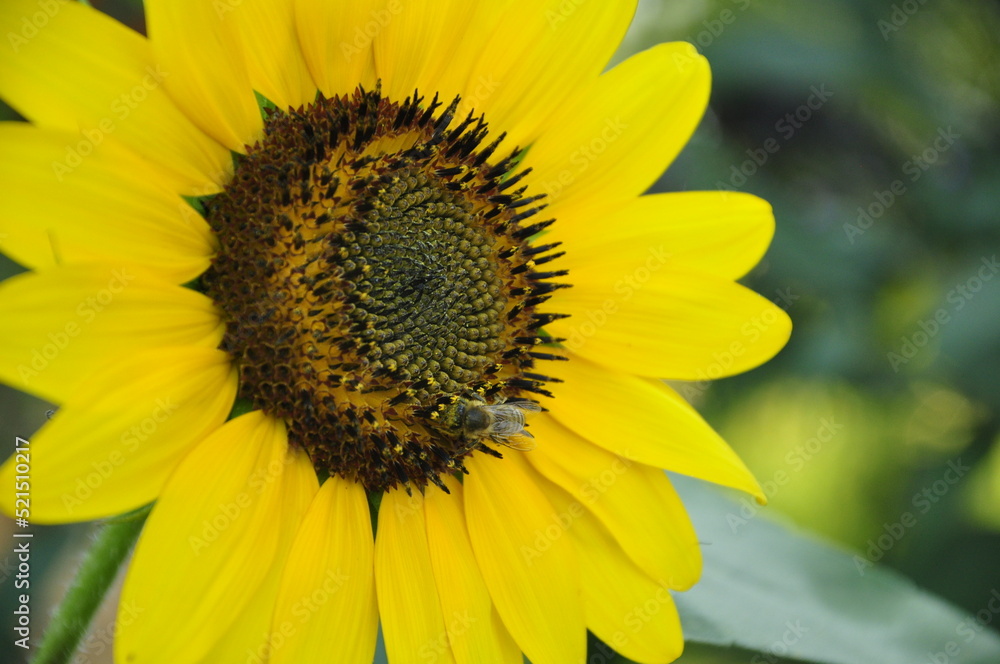 sunflower sunflower