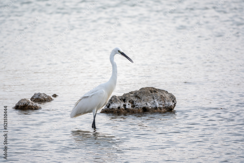 The small white heron or Little egret stands in the lake The small white heron or Little egret stands in the lake