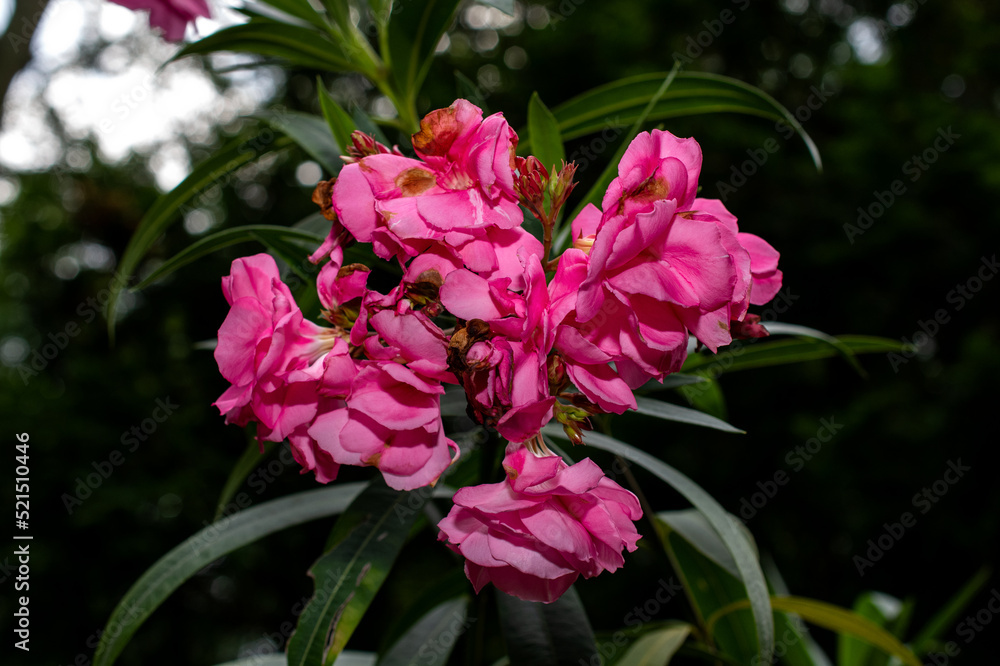 Hot Pink Exotic Flower Hot Pink Exotic Flower
