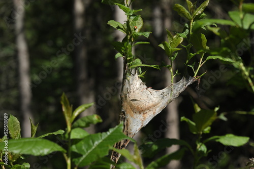 caterpillar nest