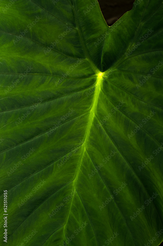 Big Elephant Ear Leaf Big Elephant Ear Leaf