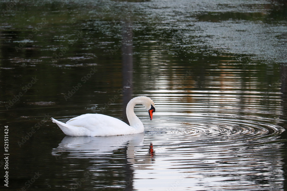 Fototapeta premium Mute Swan Reflection in the Water