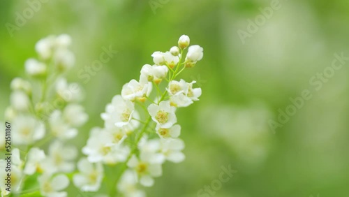 White flowers blooming bird cherry. Blooming grape cherry or prunus padus, in spring. Slow motion.