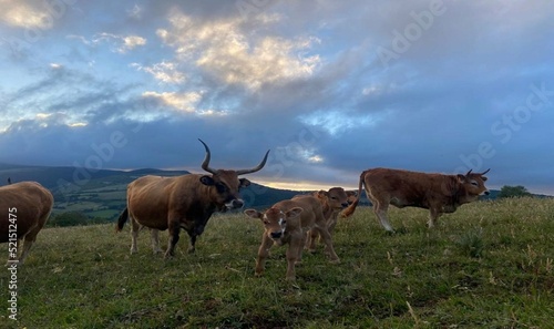 Vacas cachenas en la montaña de Lugo, Galicia
