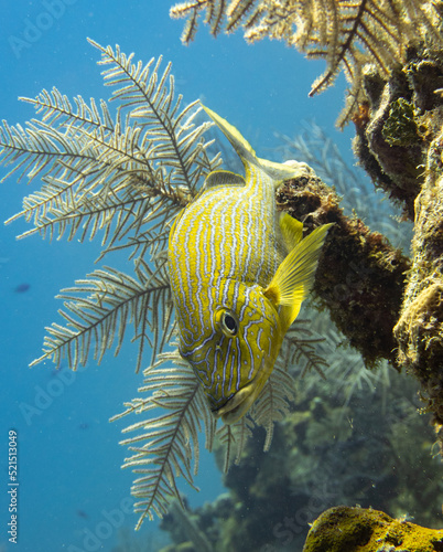 Vertical closeup shot of a bluestriped grunt with sea plants on the background photo